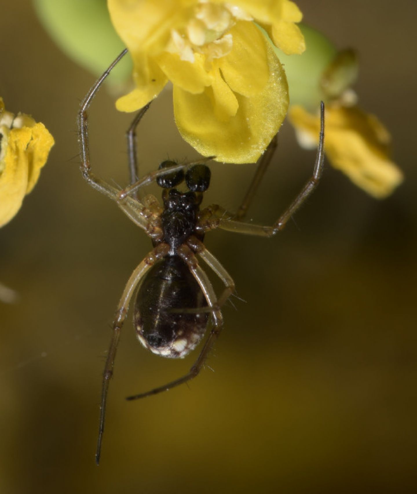 Frontinellina frutetorum, maschio subadulto - Novi Ligure (AL)